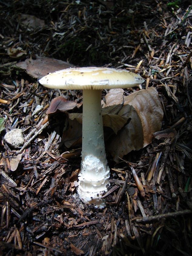 Amanita citrina?